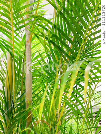 エコイメージ癒しイメージ、観葉植物。 エコイメージ癒しイメージ、観葉植物。 111315726