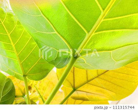 エコイメージ癒しイメージ、観葉植物。 111315744