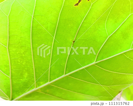 エコイメージ癒しイメージ、観葉植物。 エコイメージ癒しイメージ、観葉植物。 111315762