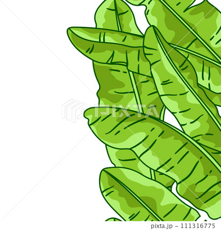 Pattern with banana palm leaves. Decorative image of tropical foliage and plants. Pattern with banana palm leaves. Decorative image of tropical foliage and plants. 111316775