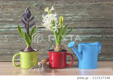 Spring gardening concept; Blue and white hyacinth flowers in mugs, blue watering can and gardening tools on a wooden background 111317146