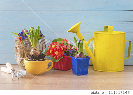 Spring gardening concept; Young hyacinth fowers in pots, watering can and gardening tools on a blue wooden background 111317147