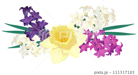 Composition of bright spring flowers. Vector colored hyacinths and yellow daffodils on a white background. Primroses in a cartoon style are suitable for greeting cards for Mother's Day and Women's Day Composition of bright spring flowers. Vector colored hyacinths and yellow daffodils on a white background. Primroses in a cartoon style are suitable for greeting cards for Mother's Day and Women's Day 111317183