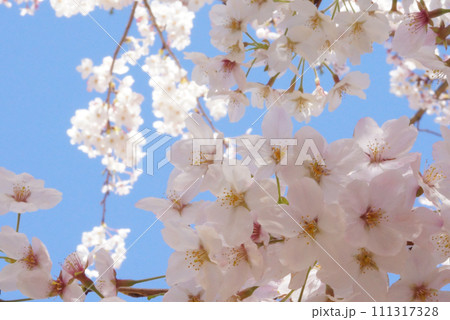 明るい春の陽ざしの下の桜の花 111317328