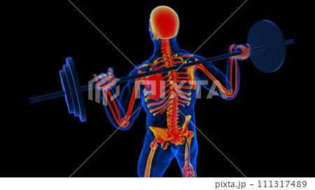 Human skeleton anatomy for medical concept 3D rendering Human skeleton anatomy for medical concept 3D rendering 111317489