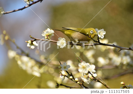 早春の白梅とメジロ 111317505