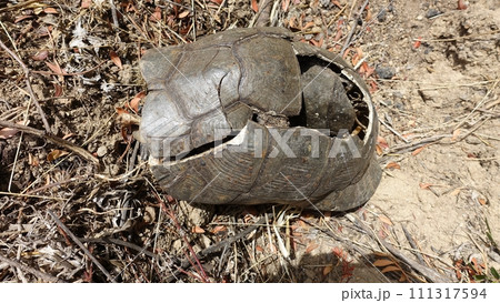 The carapace and remains of a large turtle that died during a sunny day. 111317594