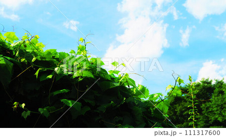 ブドウ棚と青空の風景 111317600