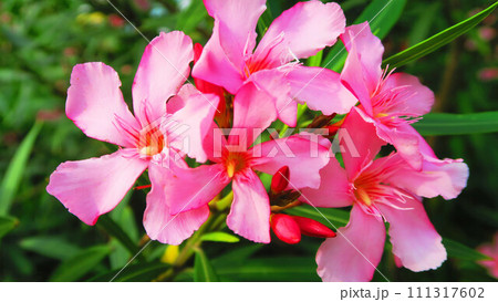 キョウチクトウの花の風景 キョウチクトウの花の風景 111317602