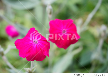 庭に咲くスイセンノウの花 庭に咲くスイセンノウの花 111317715