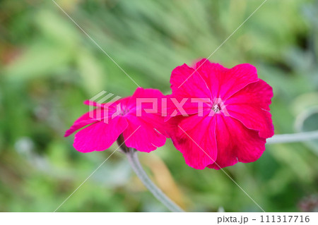 庭に咲くスイセンノウの花 庭に咲くスイセンノウの花 111317716