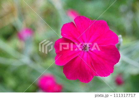 庭に咲くスイセンノウの花 111317717