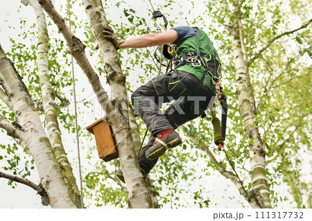 Man climber on a tree to trim branches Man climber on a tree to trim branches 111317732