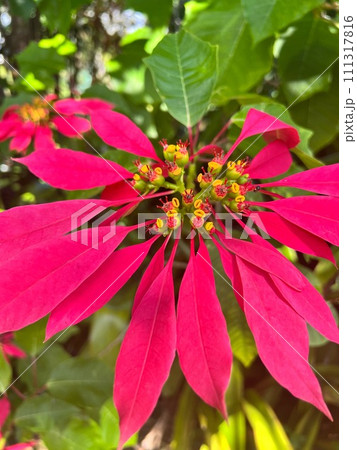 赤い大きな花びらを持つ花 赤い大きな花びらを持つ花 111317816