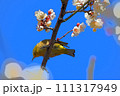 白梅とメジロ 111317949