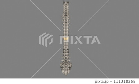 Thoracic Vertebral, T9 111318268