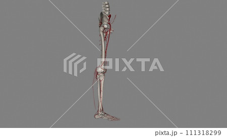 Bony pelvis and ower limbs receive their vascular supply from the distal continuations of the right and left common iliac arteries 111318299
