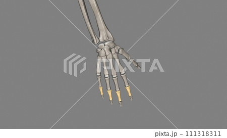 The middle phalanx of the finger is the middle or second of the three bones The middle phalanx of the finger is the middle or second of the three bones 111318311
