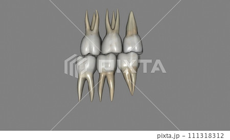 Molar, Maxillary and Mandibular 111318312