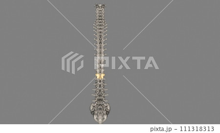 Thoracic Vertebral, T12 111318313
