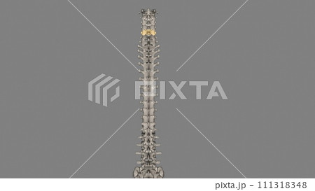 C5 provides sensation to the upper part of your upper arm down to your elbow 111318348