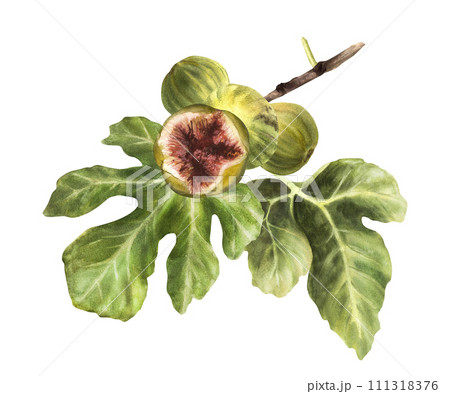 Branch of juicy, overripe burst green figs with leaves and whole fruit Food plant, botanical clipart for card jam label, sticker, price tag Hand drawn watercolor illustration Isolated white background Branch of juicy, overripe burst green figs with leaves and whole fruit Food plant, botanical clipart for card jam label, sticker, price tag Hand drawn watercolor illustration Isolated white background 111318376