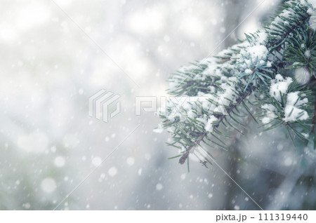 Tree branch covered with snow. Christmas tree branch with white snow. Winter snowy park or forest. Banner design Tree branch covered with snow. Christmas tree branch with white snow. Winter snowy park or forest. Banner design 111319440