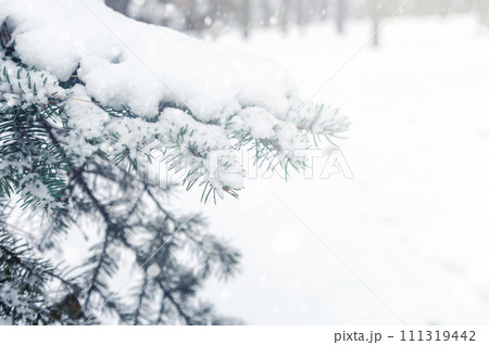 Tree branch covered with snow. Christmas tree branch with white snow. Winter snowy park or forest. Banner design Tree branch covered with snow. Christmas tree branch with white snow. Winter snowy park or forest. Banner design 111319442