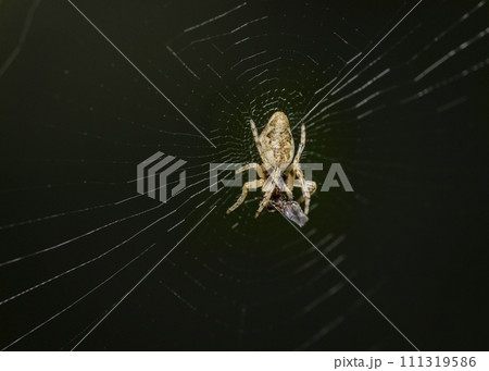A spider with its victim in the center of the web A spider with its victim in the center of the web 111319586