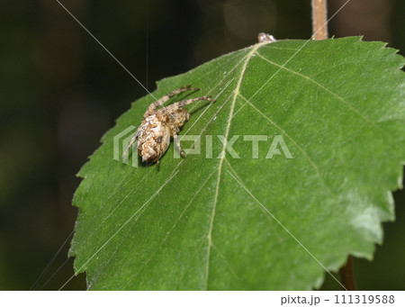 A spider weaves a web on a tree leaf 111319588