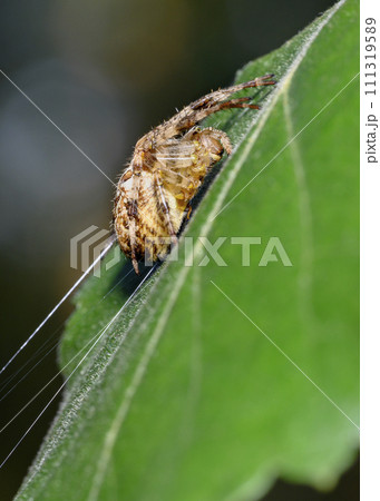 A spider weaves a web on a tree leaf 111319589