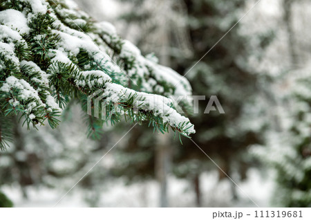 Tree branch covered with snow. Christmas tree branch with white snow. Tree branch covered with snow. Christmas tree branch with white snow. 111319681