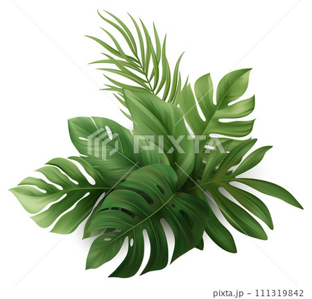 Tropical Palm Leaves. Monstera Plant Leaf 111319842