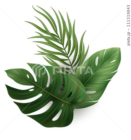 Tropical Palm Leaves. Monstera Plant Leaf Tropical Palm Leaves. Monstera Plant Leaf 111319843