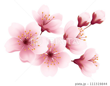 Pink Cherry Blossom Flower Branch 111319844