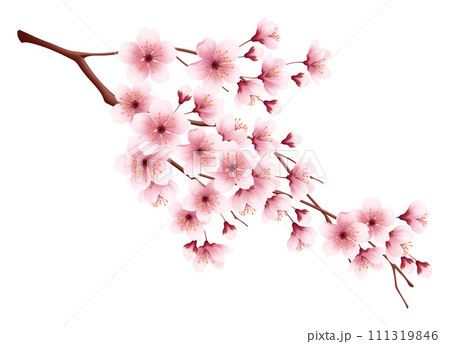 Pink Cherry Blossom Flower Branch 111319846