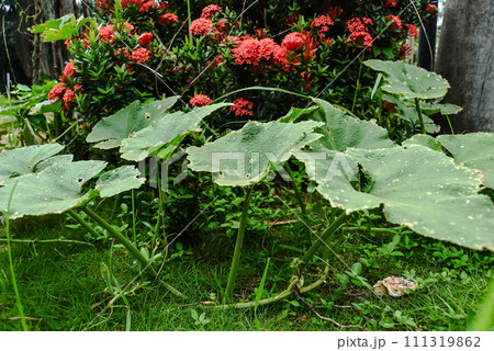pumpkin leaves against the background of the plant Ixora chinensis 111319862