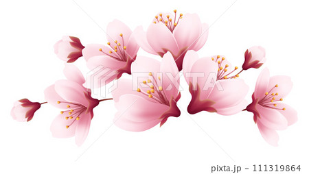 Pink Cherry Blossom Flower Branch Pink Cherry Blossom Flower Branch 111319864