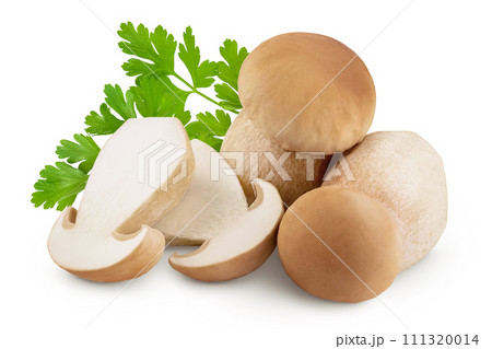 Fresh porcini cep mushroom isolated on white background with full depth of field Fresh porcini cep mushroom isolated on white background with full depth of field 111320014