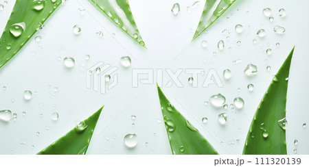 Aloe vera with water splashes. Isolated. Fresh aloe vera leaf with water drops close-up. 111320139