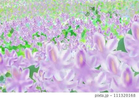 布袋葵(ホテイアオイ)の花のカード1 布袋葵(ホテイアオイ)の花のカード1 111320168