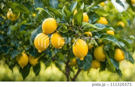 Lemon tree branches laden with bright yellow lemons Lemon tree branches laden with bright yellow lemons 111320373