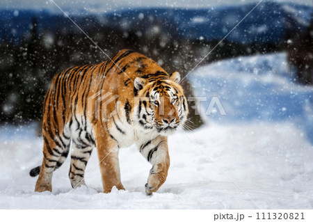 Tiger in the winter mountain. Wild predators in natural environment Tiger in the winter mountain. Wild predators in natural environment 111320821