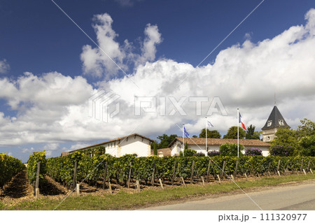 Typical vineyards near Chateau Tronquoy, Saint-Estephe, Bordeaux, Aquitaine, France 111320977