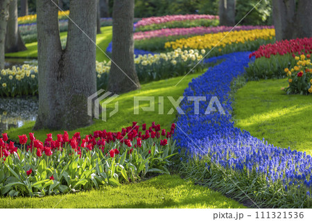 Muscari flowers (Muscari armeniacum) and Narcissus jonquilla, rush narcis in Keukenhof flower garden, Lisse, Netherlands 111321536