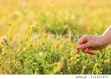 Hand collecting summer field flower, herb, floral herbal plant, bloom in nature, grass background 111321875