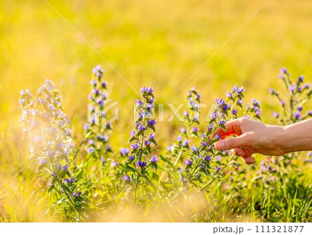 Hand picking summer field flower, herb, floral plant, blooms in nature, grass background 111321877