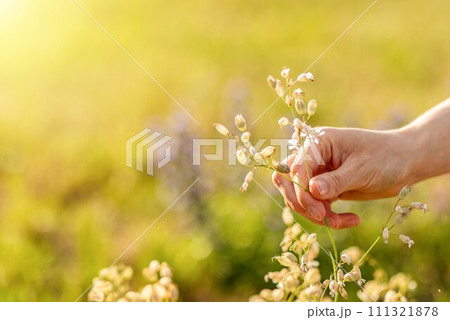 Hand picking summer wildflower, herbal plant, flowers, blooms in nature, grass background 111321878