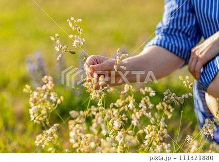 Hand collecting, picking summer wildflowers, field flowers, blooms in nature 111321880