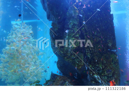魚 魚類 サカナ 111322186